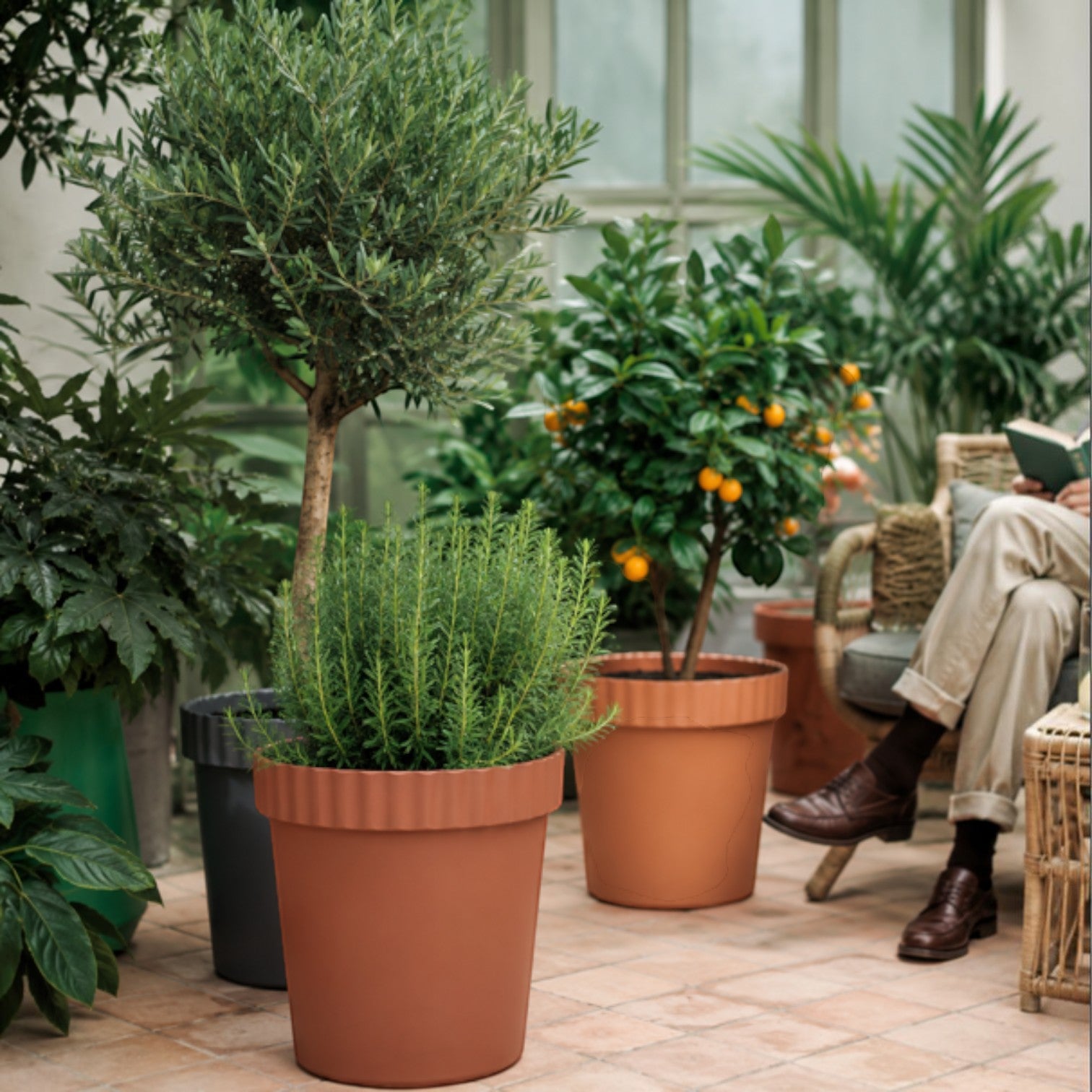 Addo Shop RAFFLES SYSTEM terracotta planter with a ribbed rim, holding a rosemary plant in a sunlit greenhouse.